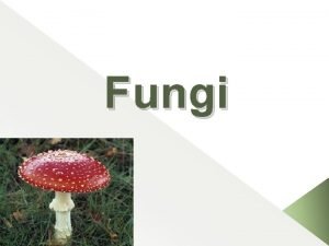 Fungi structure Fungi structure