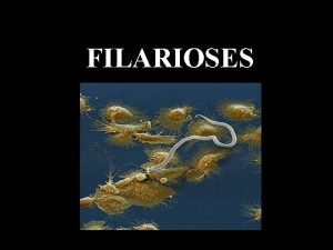 FILARIOSES Taxonomia REINO ANIMALIA SUBREINO METAZOA FILO PLATYHELMINTHES