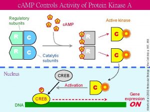 c AMP Controls Activity of Protein Kinase A