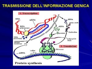 TRASMISSIONE DELLINFORMAZIONE GENICA TRADUZIONE 1 processo mediante il