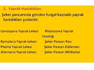 2 Yaprak Hastalklar eker pancarnda grlen fungal kaynakl