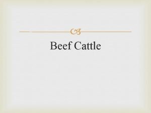 Beef Cattle In the United States there are