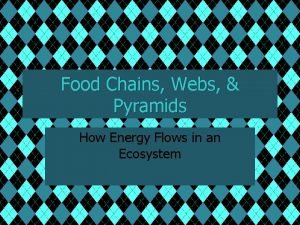Food Chains Webs Pyramids How Energy Flows in