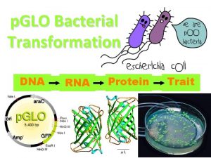 p GLO Bacterial Transformation DNA RNA Protein Trait