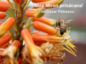 Mo Miron priscarul de Cezar Petrescu Repere biografice