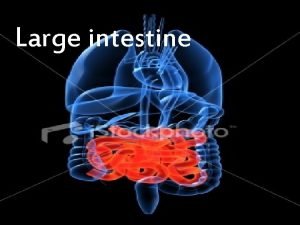 Large intestine No villi on mucosa Short glands