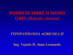 Botrytis cinerea microscopio