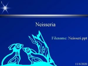 1 Neisseria Filename Neisseri ppt 1162020 2 Organisms