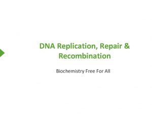 DNA Replication Repair Recombination Biochemistry Free For All