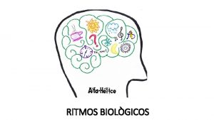RITMOS BIOLGICOS Se conoce como ritmos biolgicos a