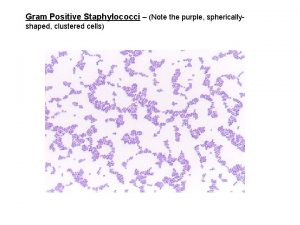 Microbiology gram stain