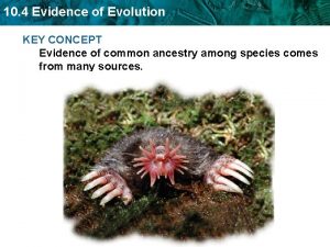 10 4 Evidence of Evolution KEY CONCEPT Evidence