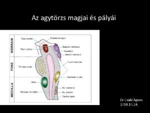 Fasciculus longitudinalis medialis