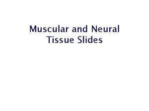 Muscular and Neural Tissue Slides Muscular and Nervous