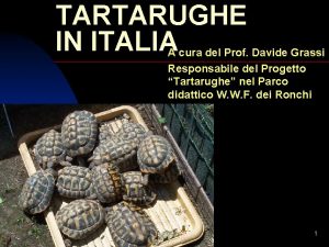 TARTARUGHE IN ITALIA A cura del Prof Davide