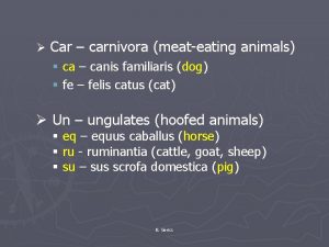 Car carnivora meateating animals ca canis familiaris dog