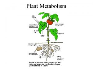 Plant Metabolism Plant Secondary Metabolites Plants make a