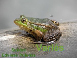 Sukr Edvinas Puluikis Varls Varls priklauso beuodegi varliagyvi