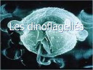 Les dinoflagells Dfinition Il sagit dun genre de