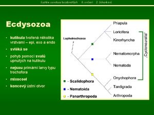 Systm a evoluce bezobratlch Ecdysozoa kutikula tvoen nkolika