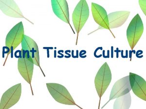 Plant tissue culture images