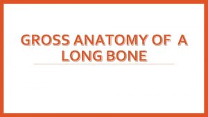 Gross anatomy of long bone