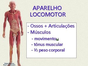 APARELHO LOCOMOTOR Ossos Articulaes Msculos movimento tnus muscular