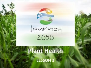 How does a plant resist disease and pests journey 2050