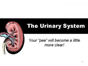 The Urinary System Your pee will become a