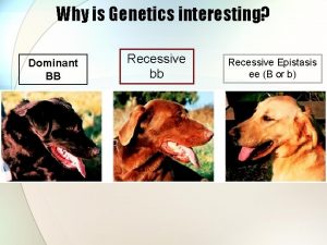 Why is Genetics interesting Dominant BB Recessive bb