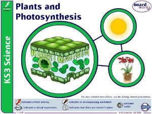 Plants and photosynthesis 1 of 47 Boardworks Ltd