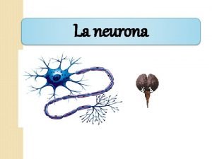 La neurona CELULAS NERVIOSAS Clulas Gliales Neuronas Se