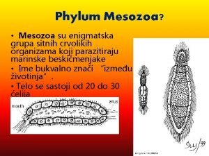 Phylum Mesozoa Mesozoa su enigmatska grupa sitnih crvolikih