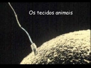 Os tecidos animais Diferenciao celular Tecidos Conjunto de