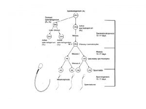 Lig testis proprium