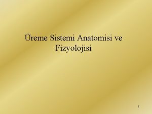 reme Sistemi Anatomisi ve Fizyolojisi 1 2 REMEGENTAL