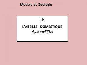 Module de Zoologie TP LABEILLE DOMESTIQUE Apis mellifica