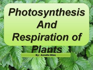 Photosynthesis And Respiration of Plants By Annette Miles