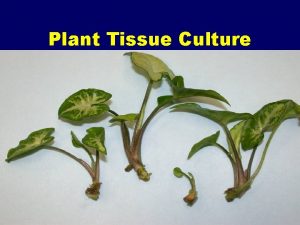 Plant Tissue Culture Plant Tissue Culture Definition the