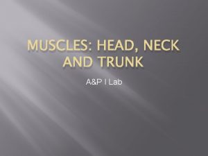 MUSCLES HEAD NECK AND TRUNK AP I Lab