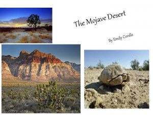 Mojave desert food chain