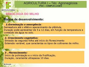 AGRICULTURA I Tc Agronegcios CULTURA DO MILHO IFSC