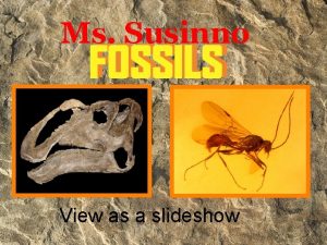 Best index fossil