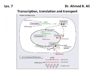 Lec 7 Dr Ahmed K Ali Transcription translation