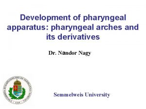 Structures derived from pharyngeal arches