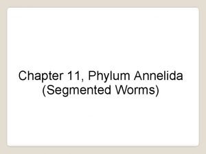 Chapter 11 Phylum Annelida Segmented Worms Phylum Annelida