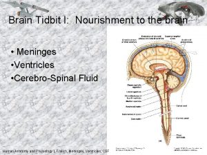 Brain Tidbit I Nourishment to the brain Meninges