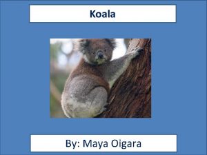 Life cycle of a koala