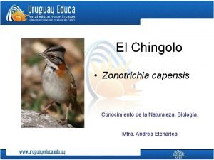 El Chingolo Zonotrichia capensis Conocimiento de la Naturaleza