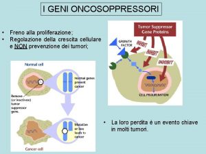 Gene apc oncosoppressore